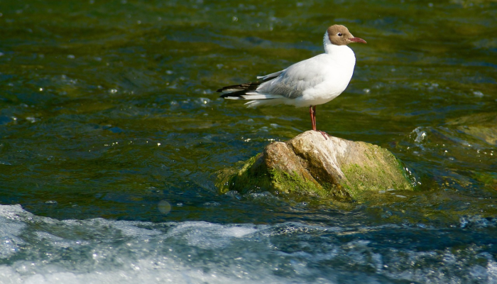1分钟学会“潮汕汇app鱼虾蟹有没有挂”其实确实有挂