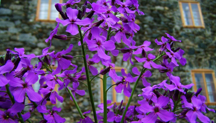 紫色的星星解释了索菲亚“地狱不”背后的深层含义 紫色的星星解释了索菲亚“地狱不”背后的深层含义