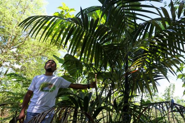 活动人士的杀戮如何损害了哥伦比亚的环境保护