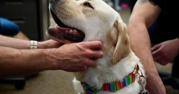 来认识一下治疗犬杜克吧:想当表演犬的人喜欢安慰别人 来认识一下治疗犬杜克吧:想当表演犬的人喜欢安慰别人