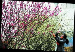 绿梅:春之韵的使者,风雪中的坚强战士 绿梅:春之韵的使者,风雪中的坚强战士