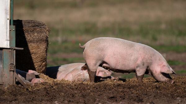英国发现首例人类感染h1n1型猪流感病例 英国发现首例人类感染h1n1型猪流感病例