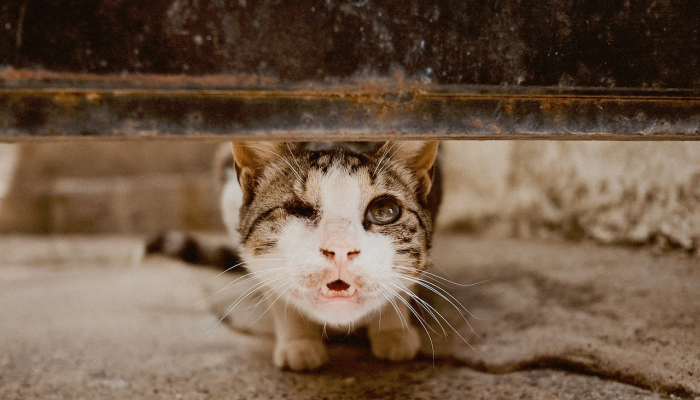 猫主人必须遵守新法律,否则将面临高达500英镑的罚款 猫主人必须遵守新法律,否则将面临高达500英镑的罚款