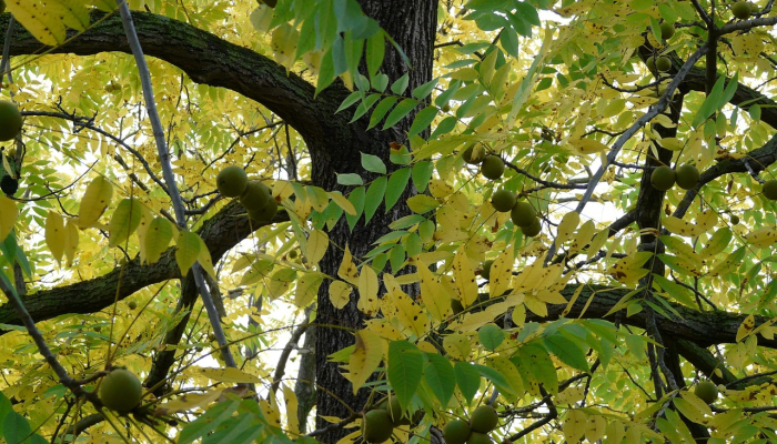 肯尼亚农作物歉收,转基因之争愈演愈烈 肯尼亚农作物歉收,转基因之争愈演愈烈