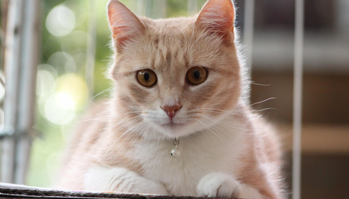 有人偷了穆奇的猫吗?北卡罗来纳交通博物馆需要它毛茸茸的吉祥物回来 有人偷了穆奇的猫吗?北卡罗来纳交通博物馆需要它毛茸茸的吉祥物回来