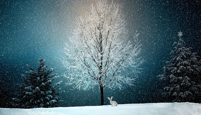 寒流中,汉拿山迎来了今年的第一场雪 寒流中,汉拿山迎来了今年的第一场雪