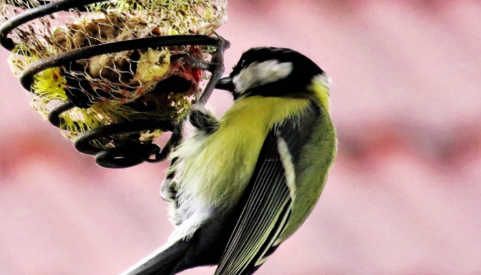 最新教你“新青鸟有挂吗”详细开挂玩法 最新教你“新青鸟有挂吗”详细开挂玩法