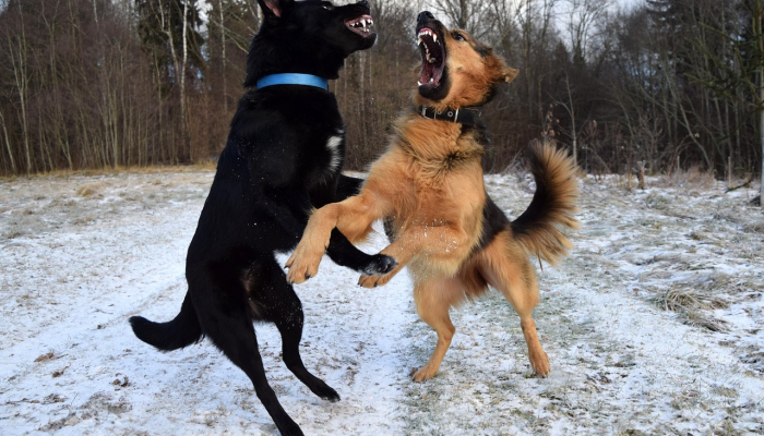 一个家庭放狗咬权力部门官员，用棍棒殴打他们，以解决悬而未决的账单