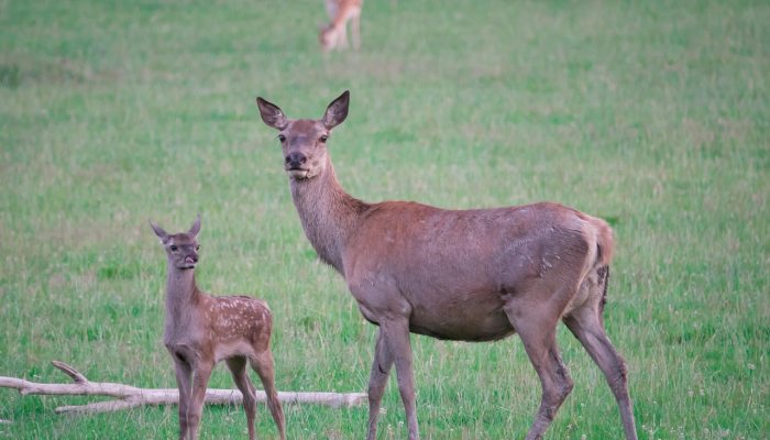 奇怪的呼吸道疾病袭击了美国狗