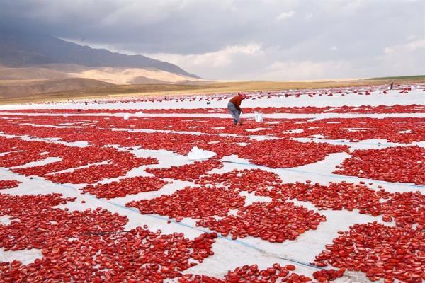 Sun-dried tomatoes exported to European countries