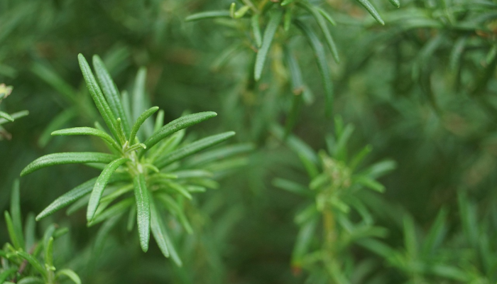 大自然的密码:植物如何通过空气“交谈” 大自然的密码:植物如何通过空气“交谈”