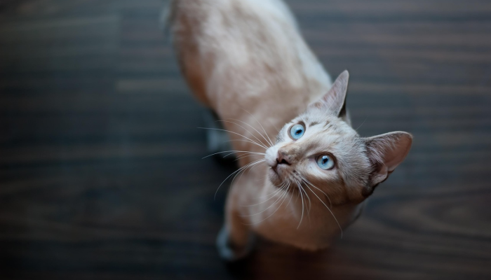 德尔托纳讨论可能的宠物新规定这就是它们 德尔托纳讨论可能的宠物新规定这就是它们