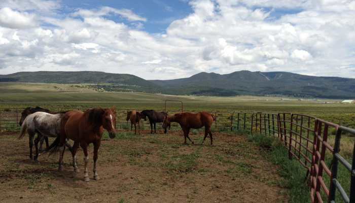 在沙特阿拉伯沙漠中发现的夜间发光的有毒生物这是一个新物种 在沙特阿拉伯沙漠中发现的夜间发光的有毒生物这是一个新物种