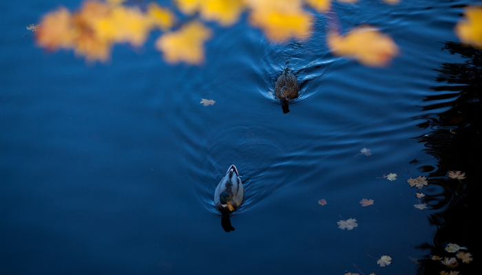 六眼生物，长着蓝色的身体，在森林里的枯木上被发现看到新物种