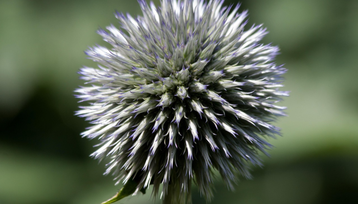 六眼生物，长着蓝色的身体，在森林里的枯木上被发现看到新物种