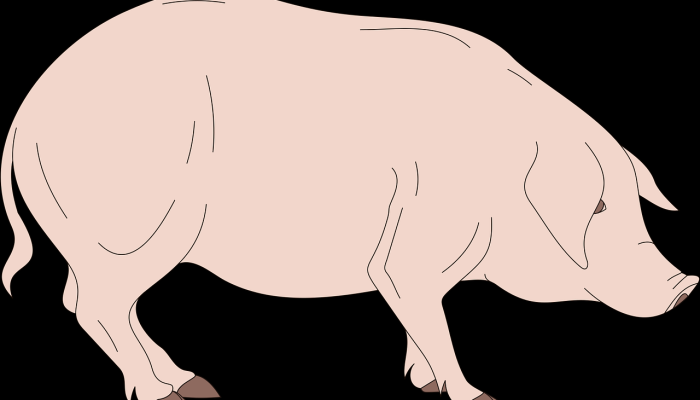 “梨形”生物——有着不寻常的生殖器——在澳大利亚被发现看到新物种 “梨形”生物——有着不寻常的生殖器——在澳大利亚被发现看到新物种