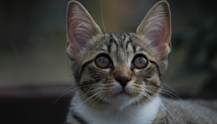 兽医解释了猫的6种奇怪行为,从吃草到坐在猫砂盆里 兽医解释了猫的6种奇怪行为,从吃草到坐在猫砂盆里